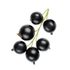 Currant pulp