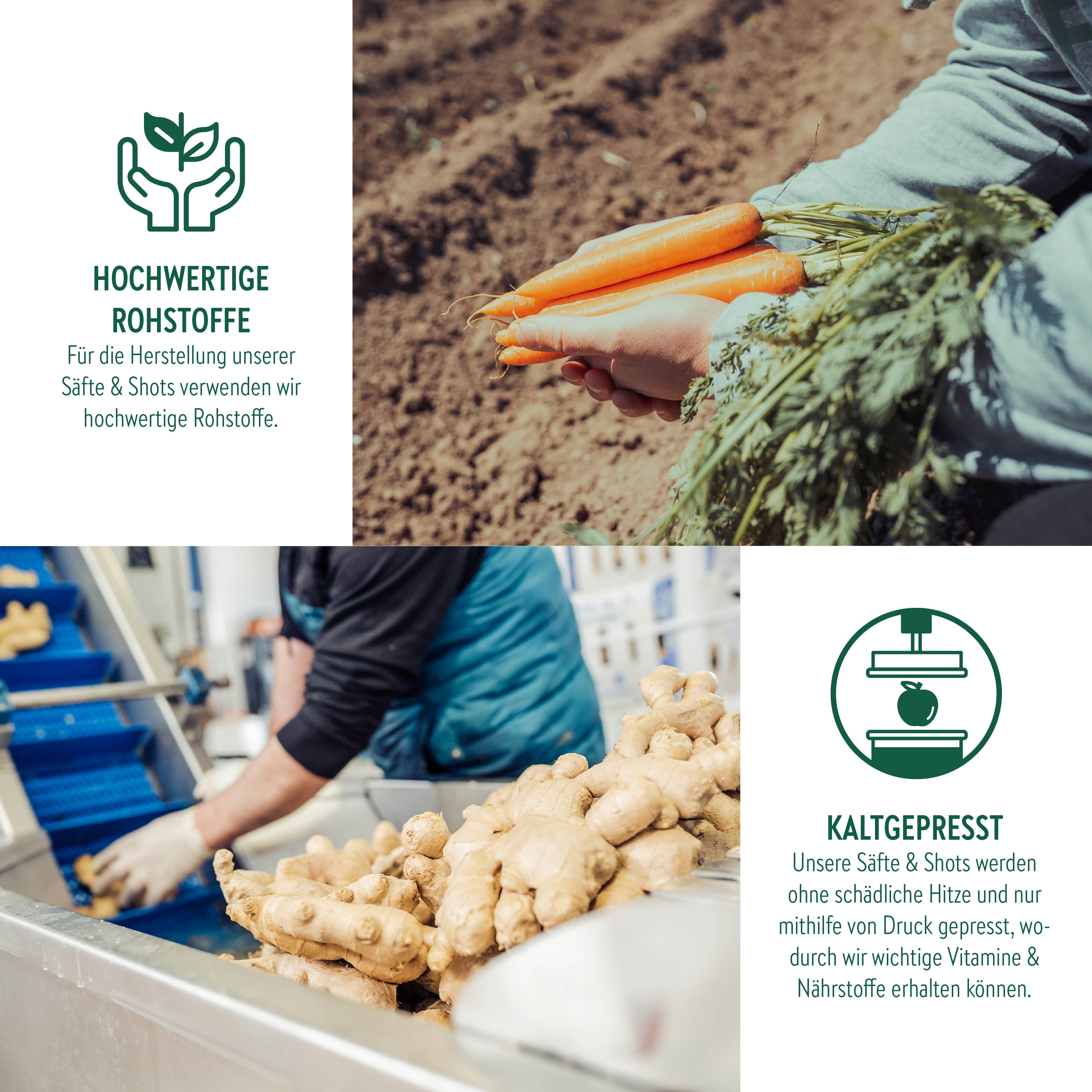Auf der linken Seite ist eine Illustration mit dem Text „Hochwertige Rohstoffe“ zu sehen, die erklärt, dass für die Herstellung der Säfte und Shots hochwertige Rohstoffe verwendet werden. Das Bild darüber zeigt eine Person, die frische Karotten aus dem Boden hält. Unten sieht man eine Produktionsszene mit Ingwer in einer Verarbeitungsanlage. Auf der rechten Seite ist eine weitere Illustration mit dem Text „Kaltgepresst“, die beschreibt, dass die Säfte  ohne schädliche Hitze und nur mit Druck gepresst werden